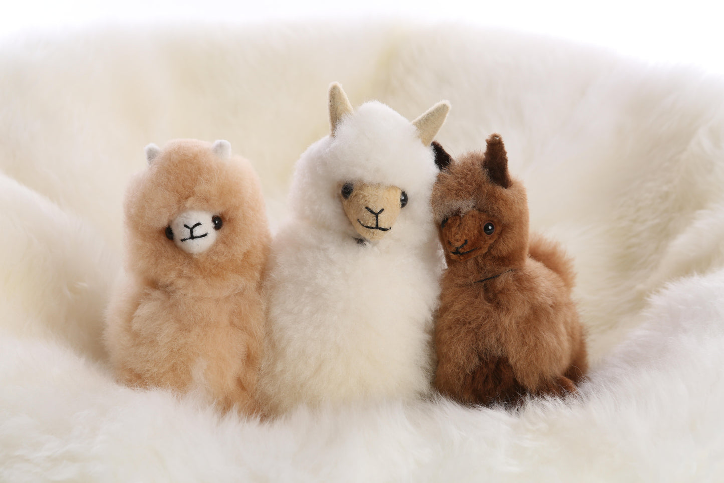 Baby Alpaca