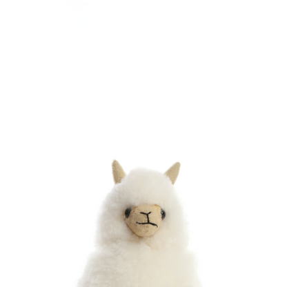 Baby Alpaca