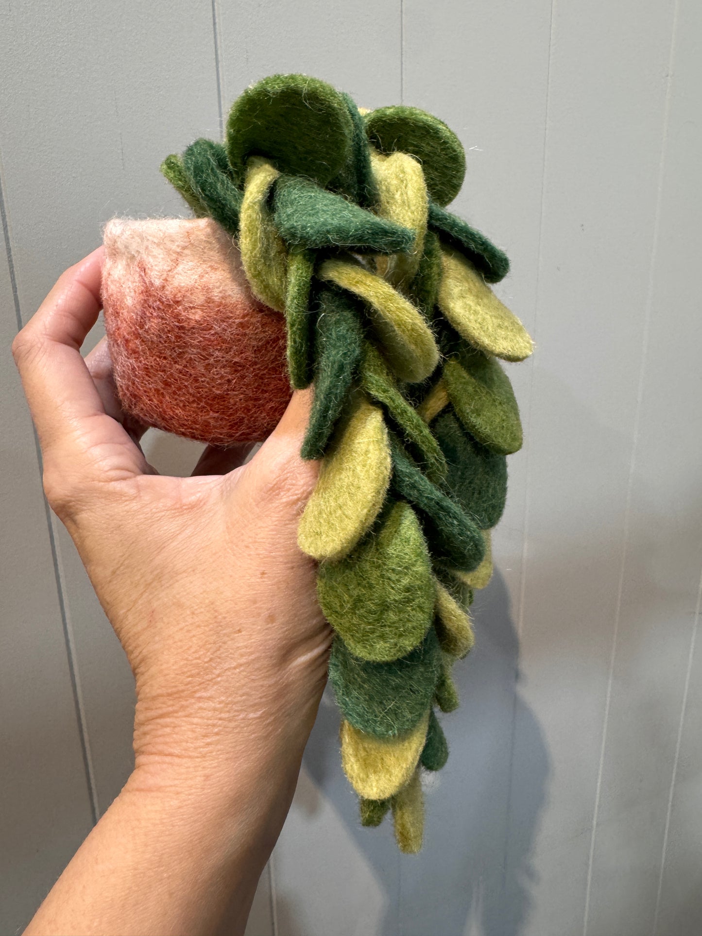 Felt Plant