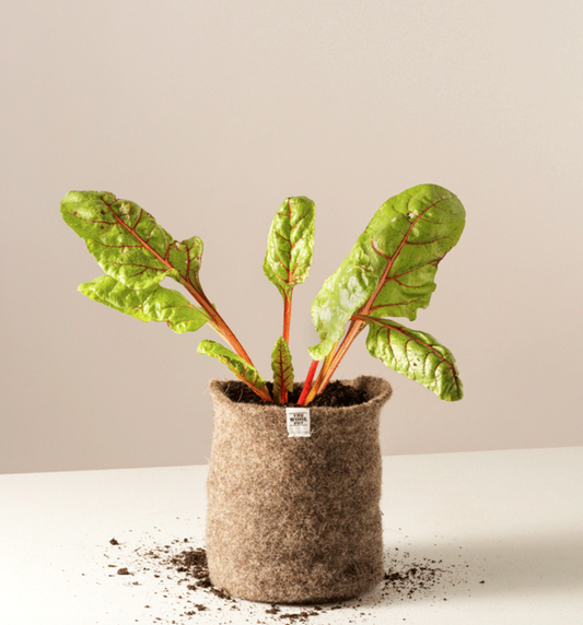 The Wool Pot - Med